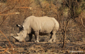 Pilanesberg National Park Safari