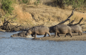 Shishangeni Private Lodge Safari – Kruger National Park 