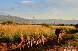 Balloon Safari in the Pilanesberg Game Reserve