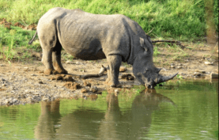 3-Day (2 Night) Crocodile River and Kruger National Park Safari