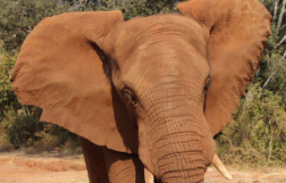 The Elephant Sanctuary near Johannesburg, Pretoria 