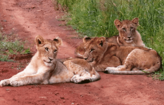 3-Day Leisurely Pilanesberg Safari from Johannesburg or Pretoria