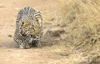 3-Day Leisurely Pilanesberg Safari from Johannesburg or Pretoria