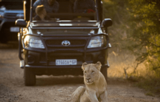 3-Day Luxury 5-Star Pilanesberg Safari