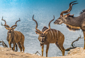 <img src="kudu-bulls-chobe-river-botswana.jpg" alt=” chobe safari escape from victoria falls