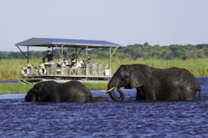 <img src="common-sightings-of-elephants-in-Chobe-river.jpg" alt=”chobe safari escape from victoria falls">