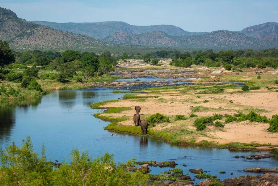 African elephants at the Crocodile river, Kruger National Park