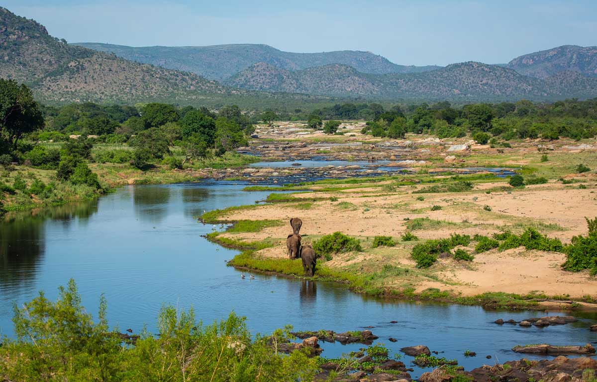 African elephants at the Crocodile river, Kruger National Park