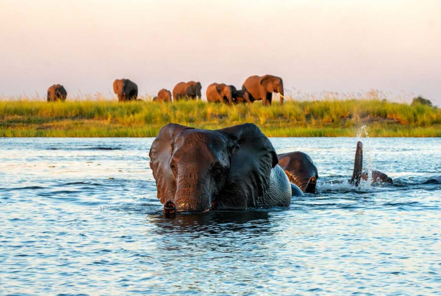 elephants cross the Chobe River in Botswana