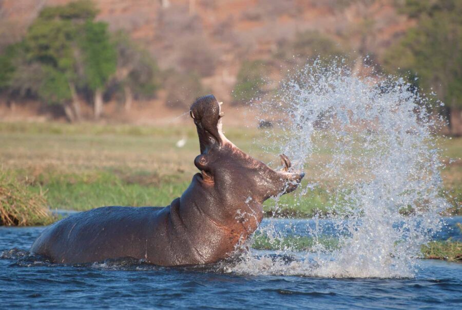 hippopotamus on the Zambezi river in Chobe National Park